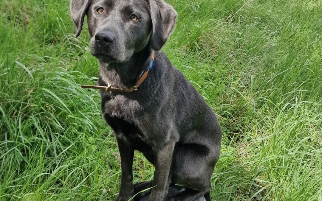 Hund sitzt auf einem Eimer