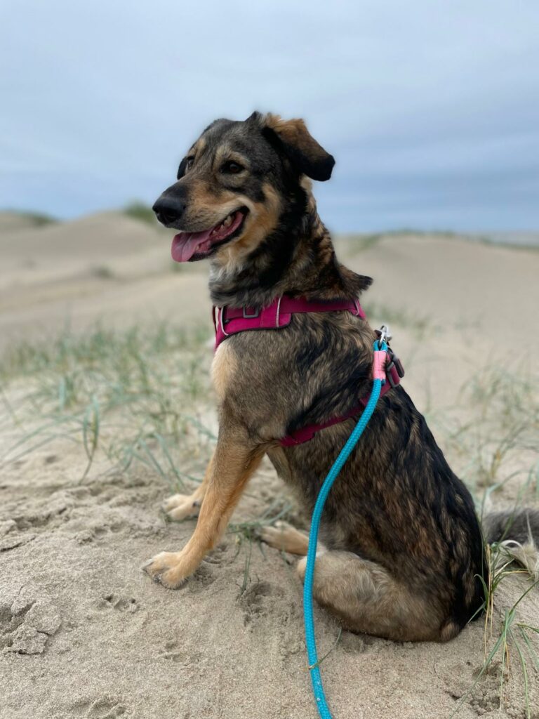 Hündin sitzt im Sand