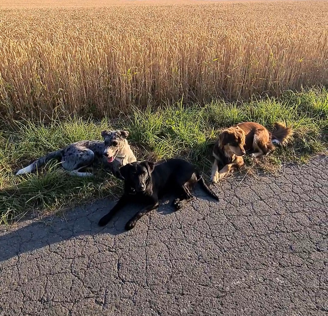 Hund sitzt auf einem Eimer